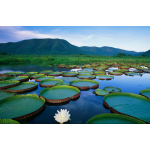 Amazon, Savanna  and  Pantanal  2022